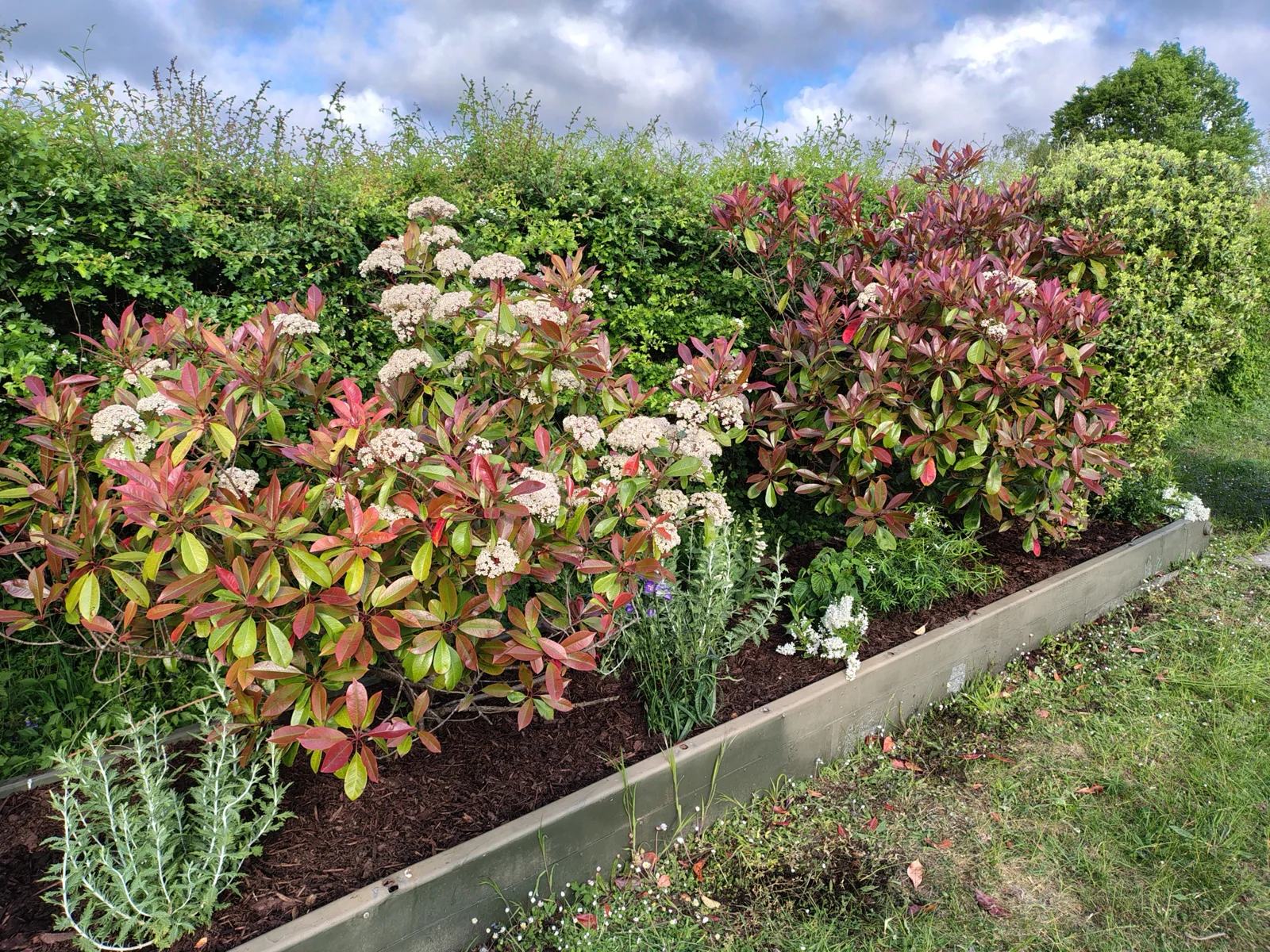 Raised border with red-leaved shrubs, white flowers and dark mulch