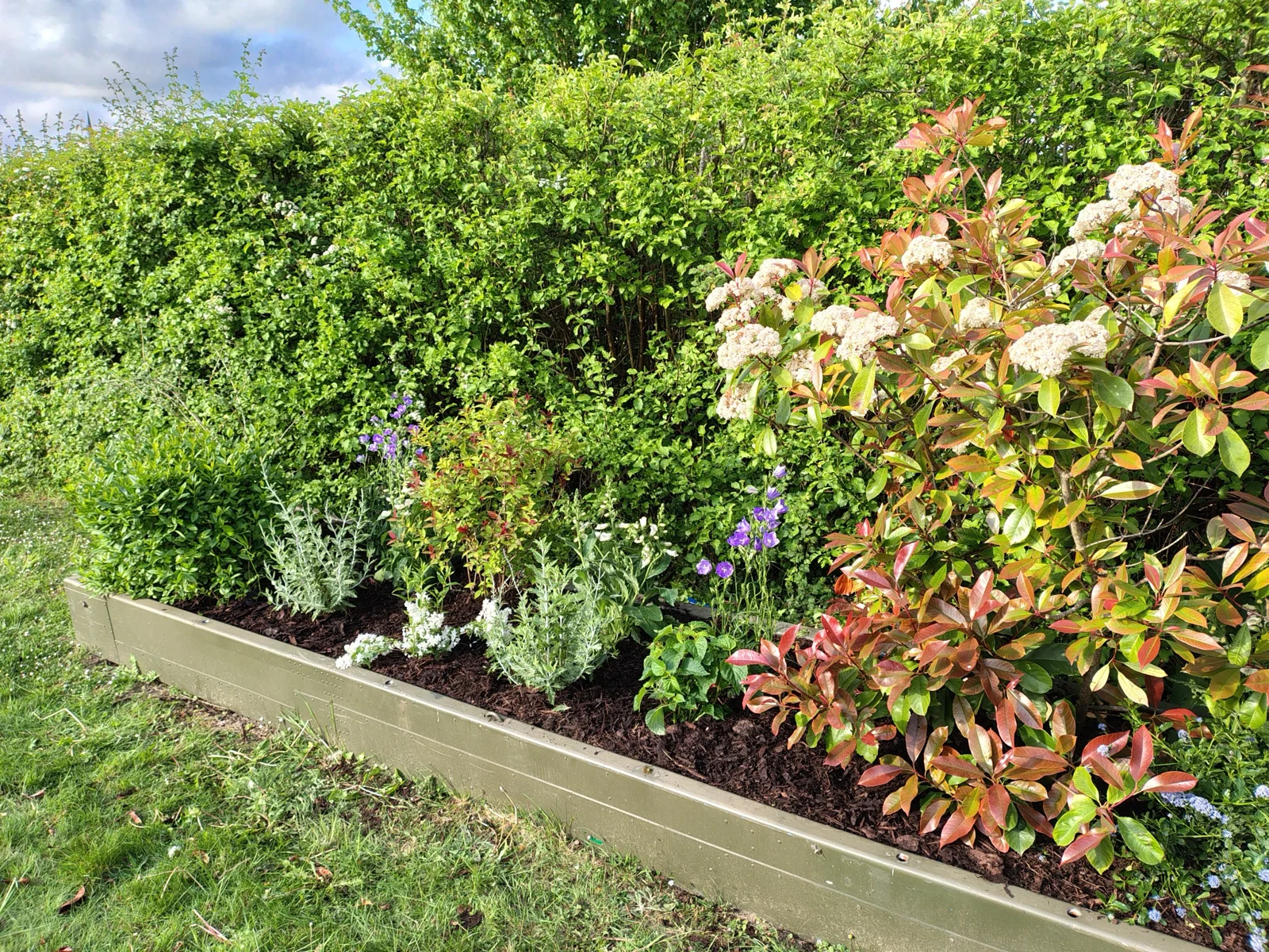 Raised garden bed with mixed flowers and shrubs beside a hedge