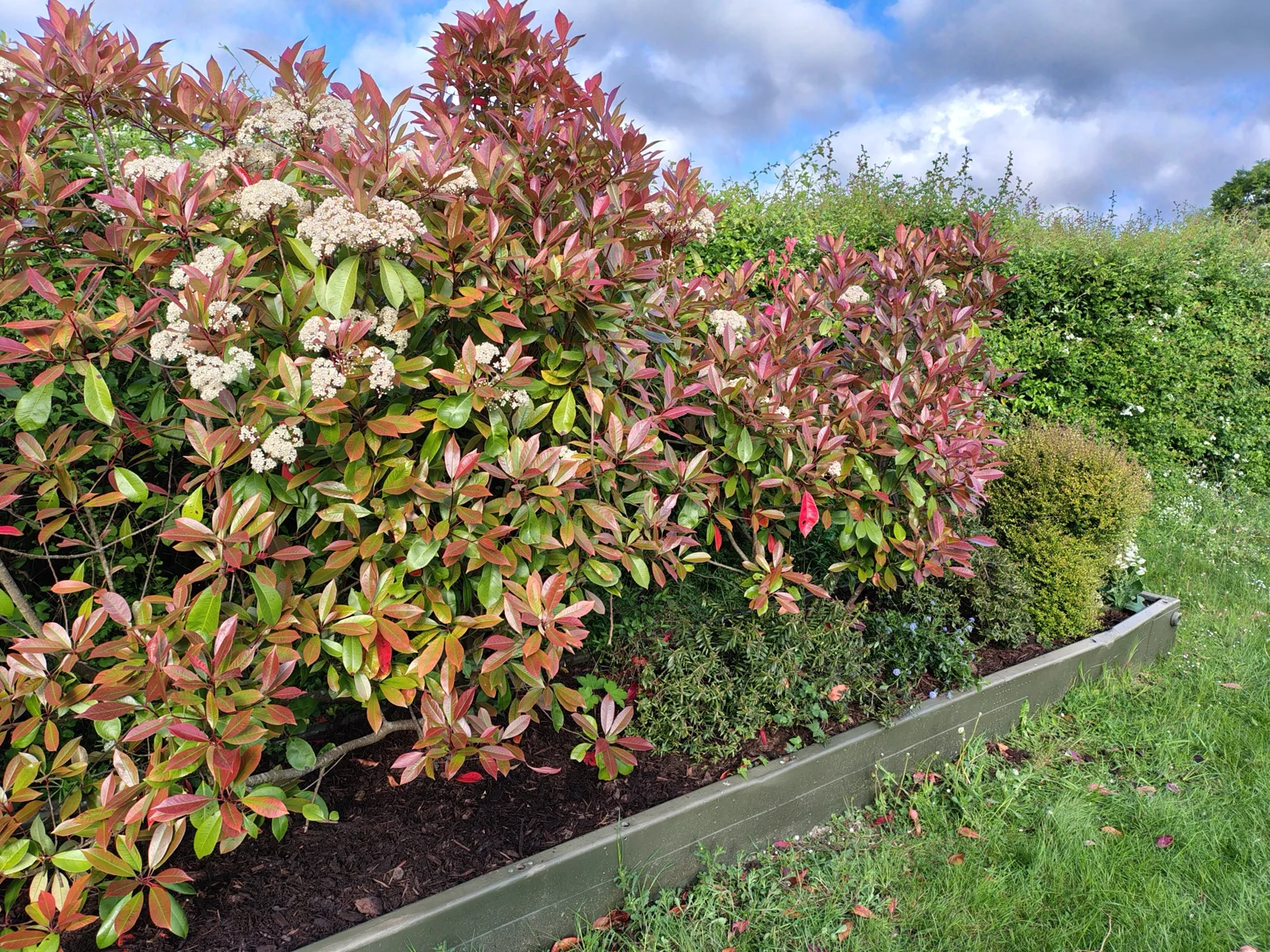 Flowering shrubs and mulched planting in a timber-edged border