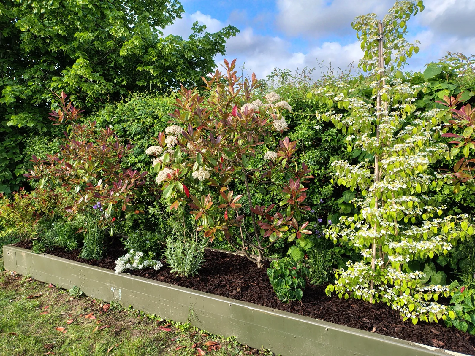 Mixed border with red foliage and a tall white-flowering plant