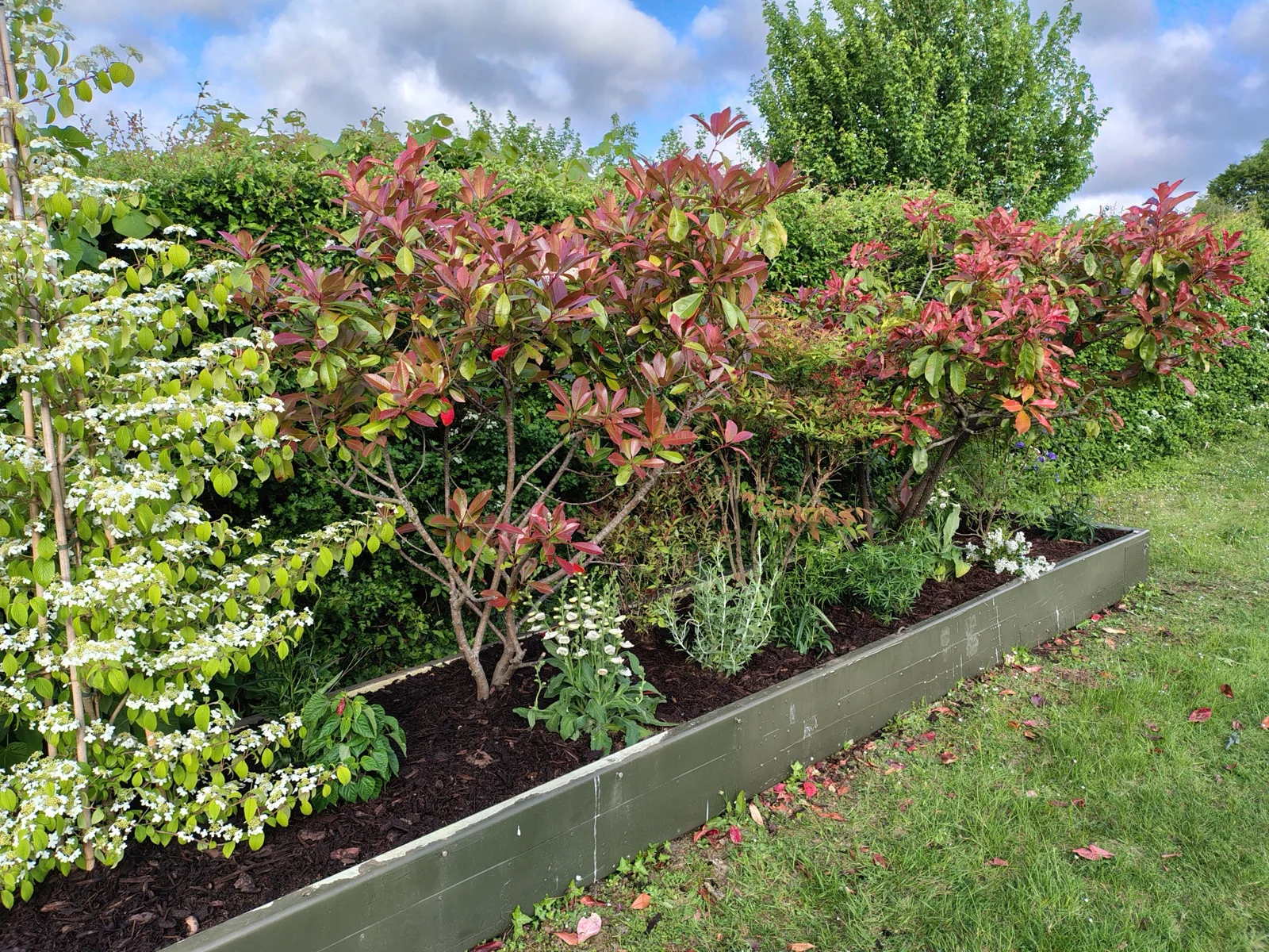View along a mulched raised bed with flowering plants and shrubs
