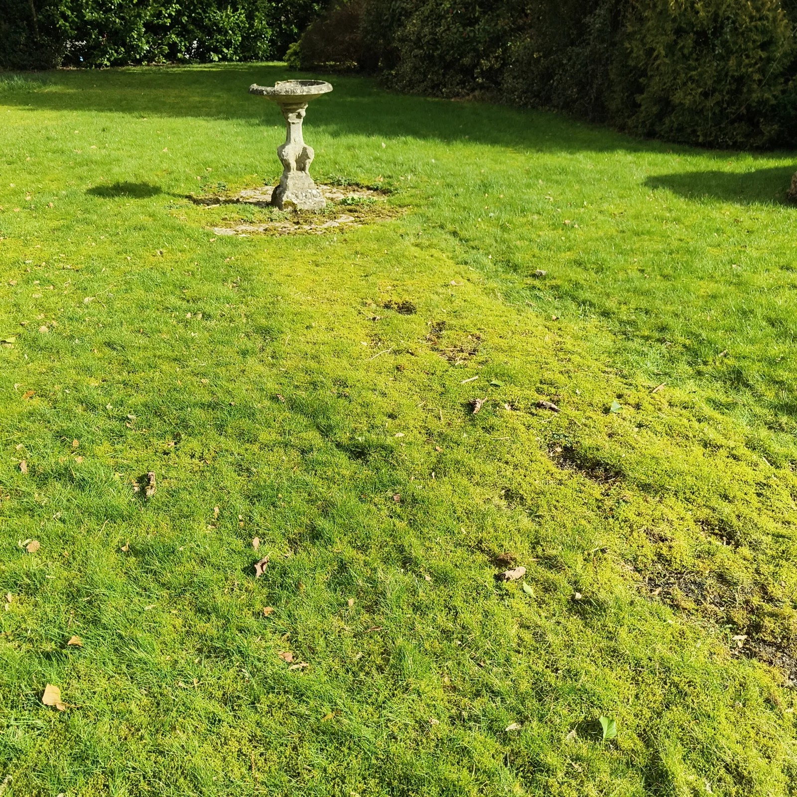 Overgrown path leading to the bird bath before edging
