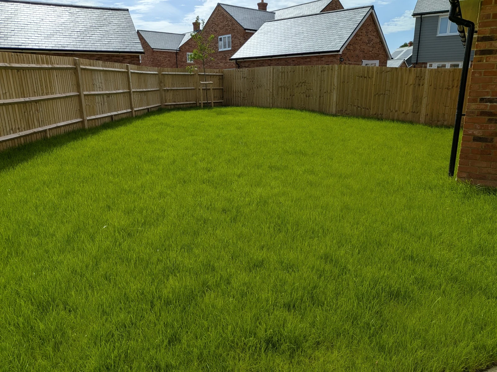 Fenced garden with long grass before mowing