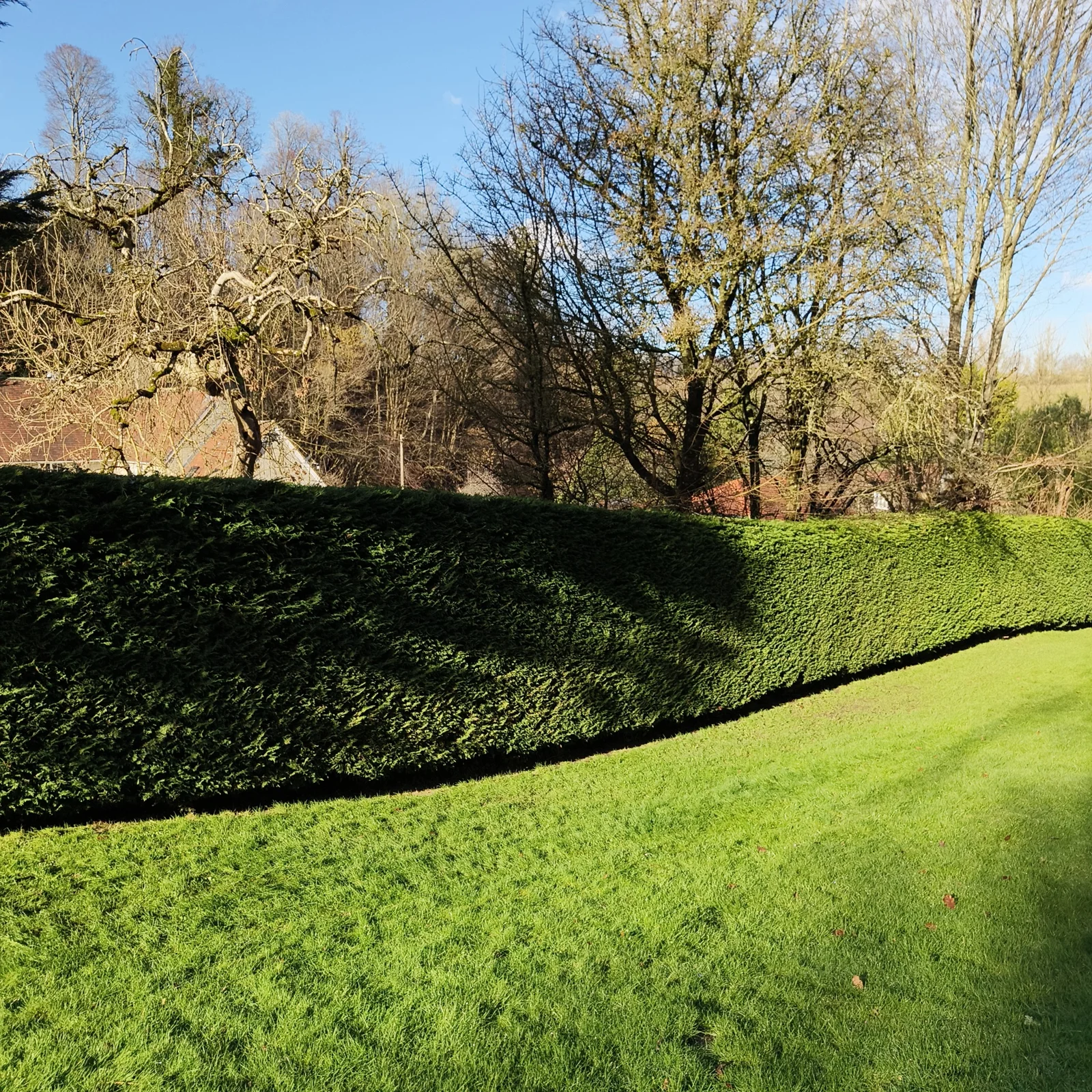 Hedge after trimming with a neatly shaped face and top