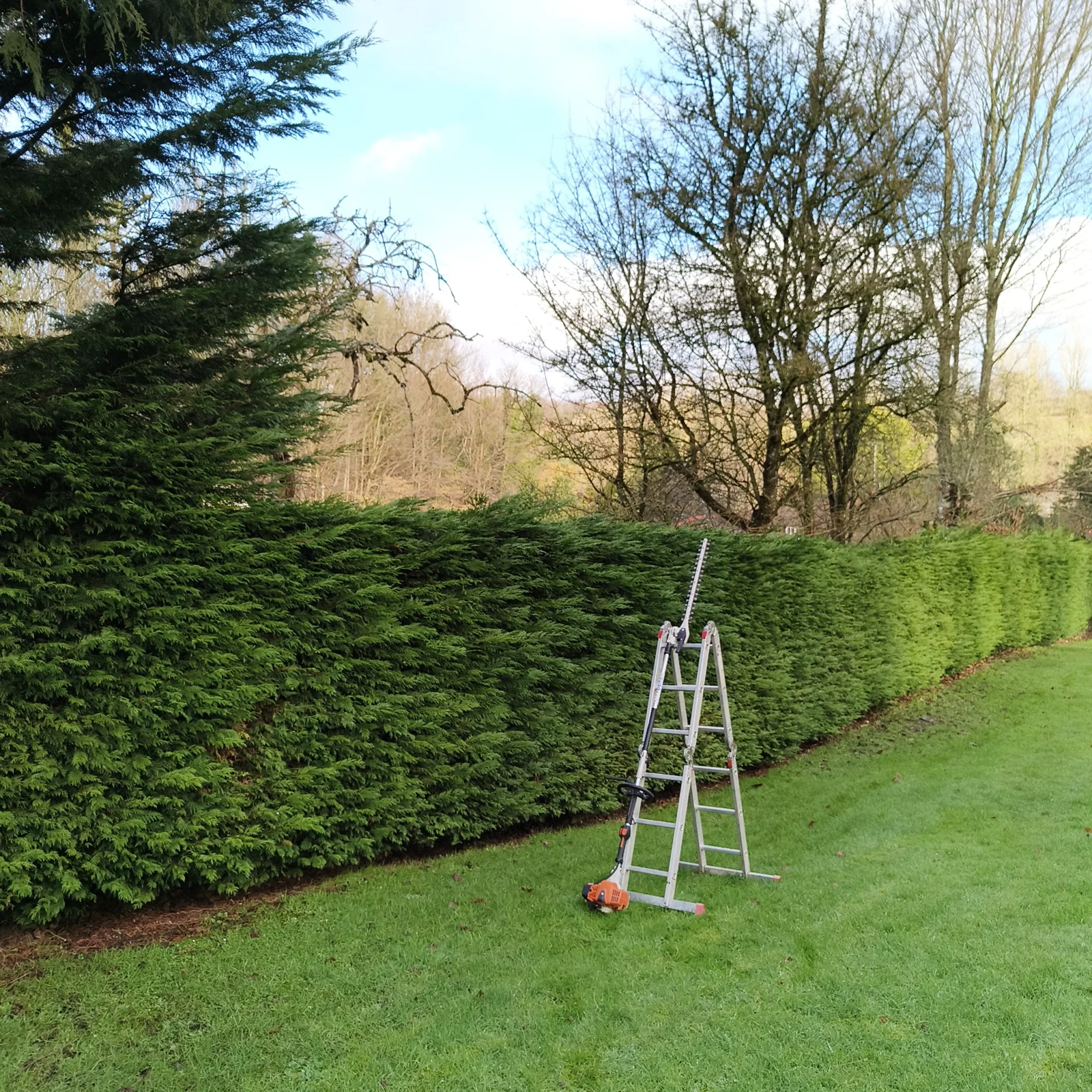 Hedge before trimming, with ladder and equipment beside it