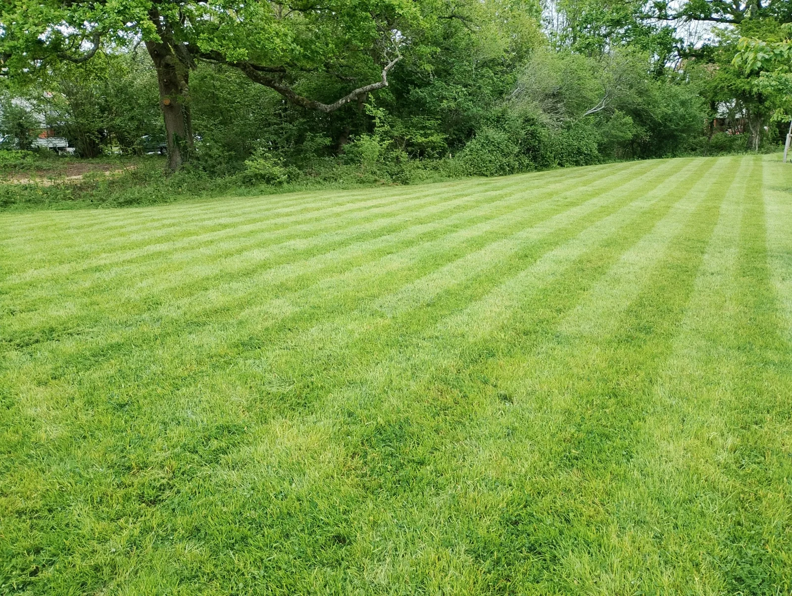 Freshly mown lawn with long parallel stripes