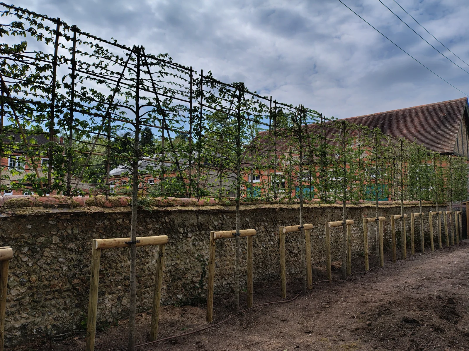 Row of trained trees supported above a garden wall